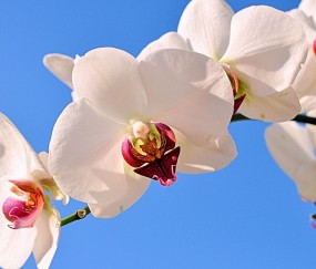 文山正规助孕捐卵机构，附正规捐卵机构报名表！